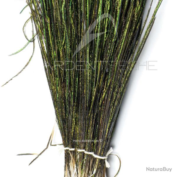 Paon herls de queue naturel