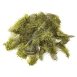 perdrix plumes de collerette claire teint&eacute; olive dun