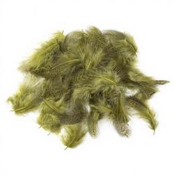 perdrix plumes de collerette claire teint&eacute; olive dun