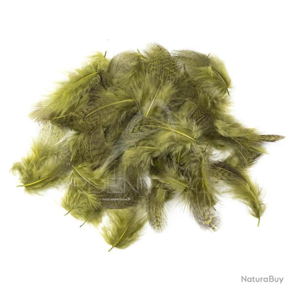 perdrix plumes de collerette claire teint� olive dun