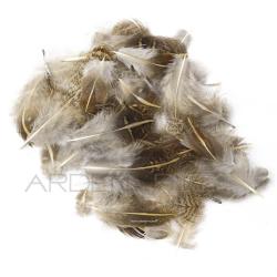 perdrix plumes d'&eacute;paule ray&eacute;es