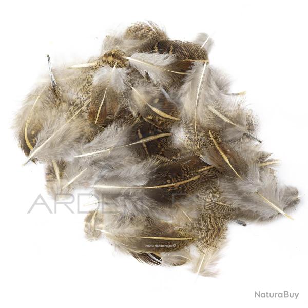 perdrix plumes d'�paule ray�es