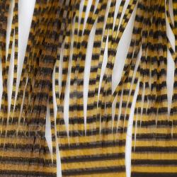 Micro pattes grizzly Rootbeer