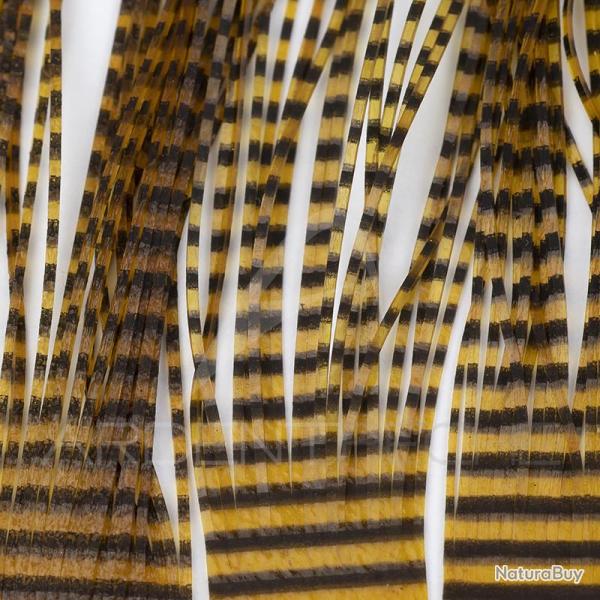 Micro pattes grizzly Rootbeer