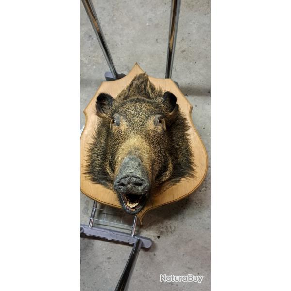 T�te de sanglier sur socle en bois