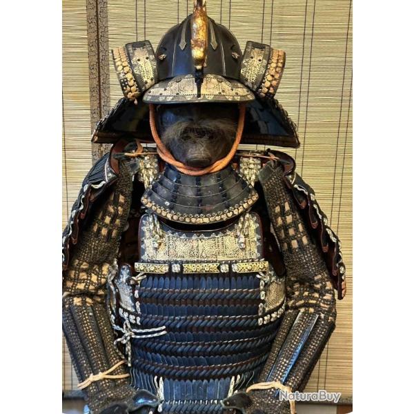 Japan Antique Yoroi Set Edo de Bushi Antique