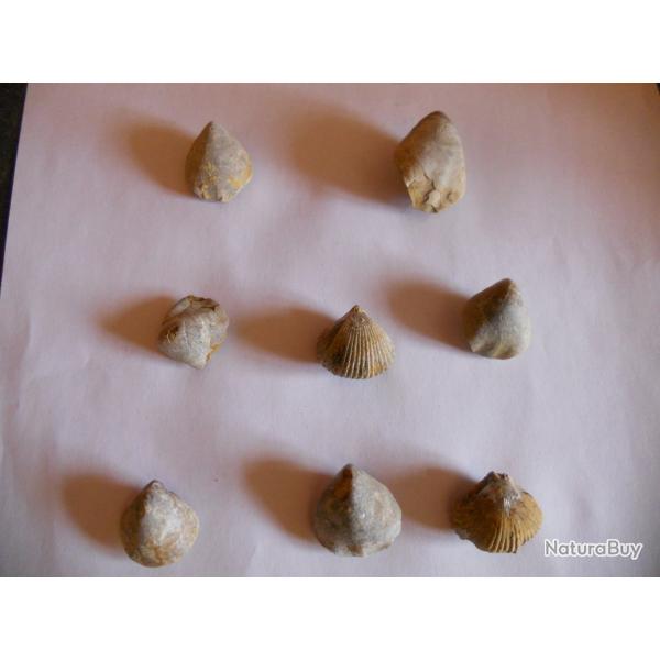 fossilles de coquillage poids total 50 grammes pour debut collection