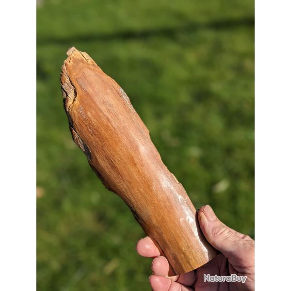 Mammouth, 23cm. D�fense fossile.