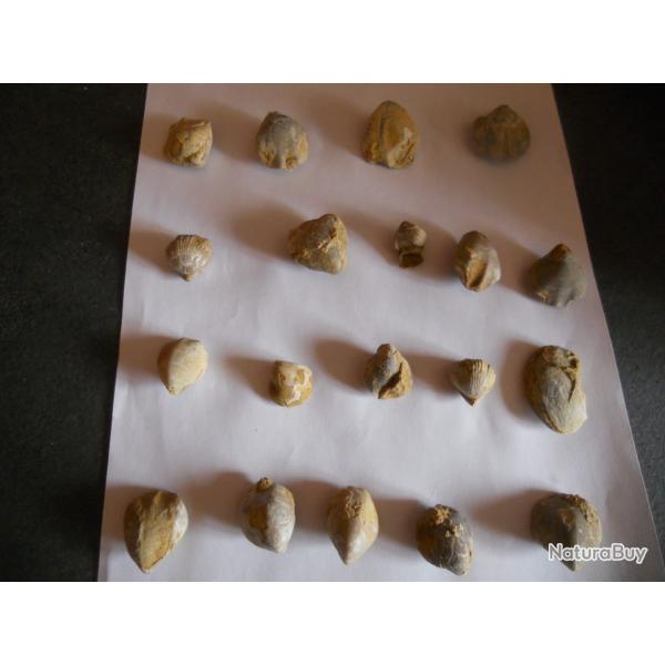 fossilles de coquillage poids 200 grammes environ