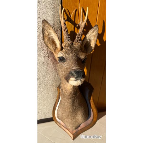 Troph�e de chasse - T�te de chevreuil naturalis�e