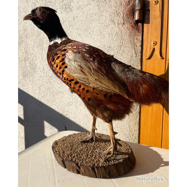 Troph�e de chasse - Faisan naturalis� sur socle