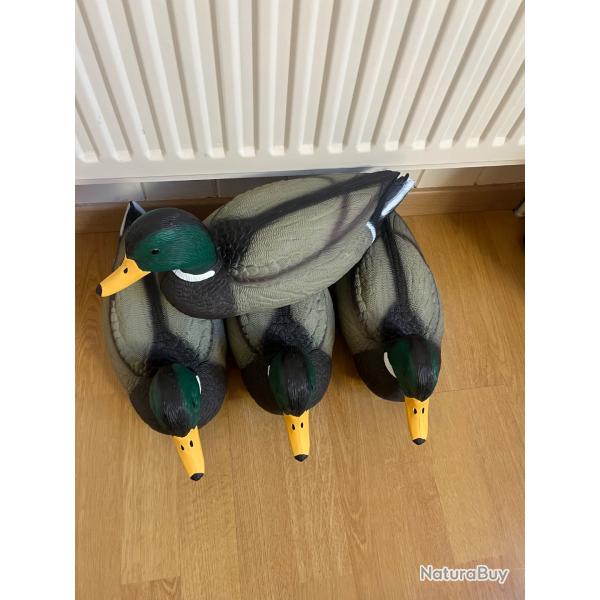 Blette canard colvert m�le