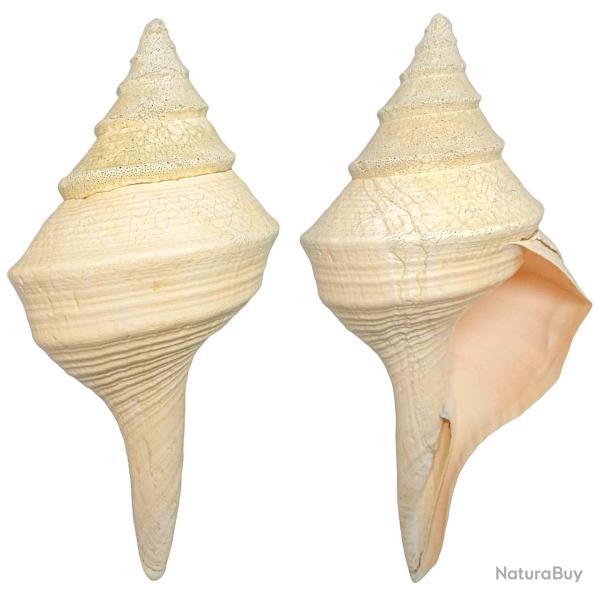 Coquillage syrinx aruanus - 40 cm