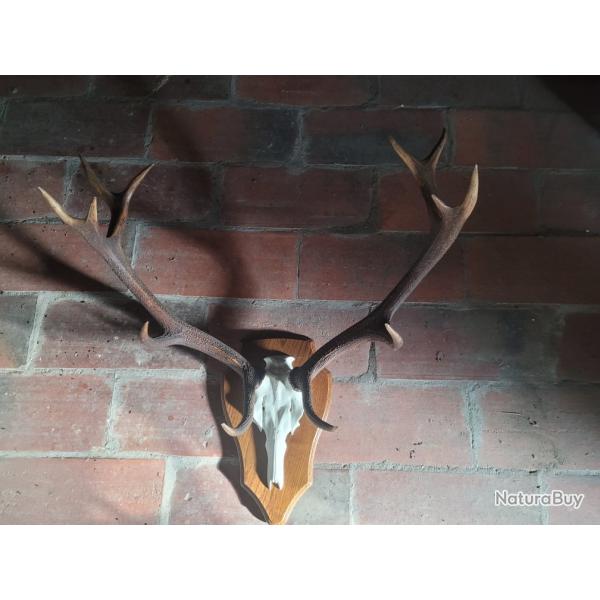 troph�e de cerf