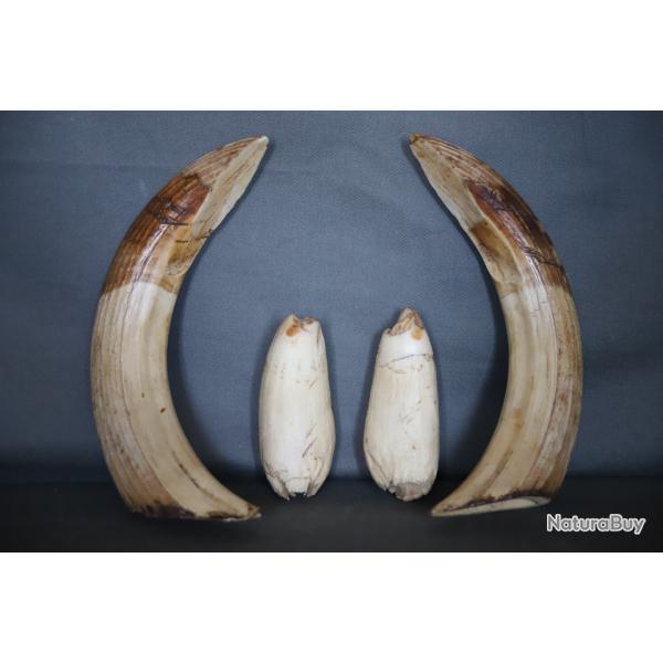 Troph�e de dents d'hippopotame