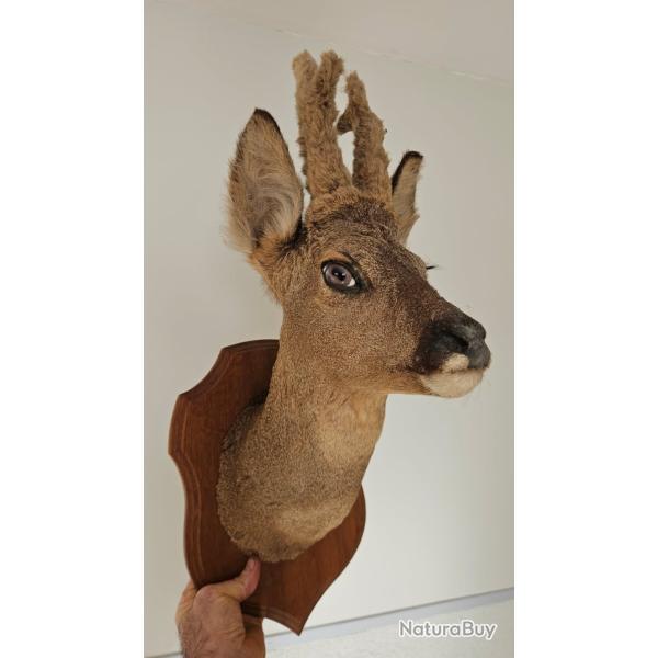 Trophe de chasse excellent etat
