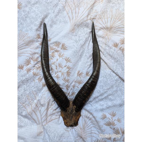 Massacre antilope sitatunga guib d'eau