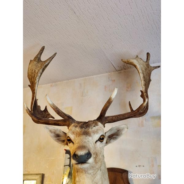 vend t�te de daim magnifique, et t�te de brocard en velours