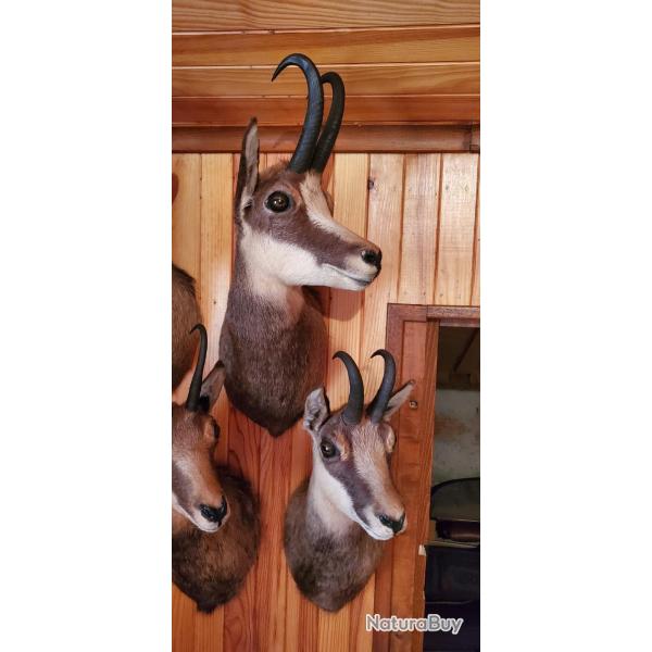 Troph�e chamois