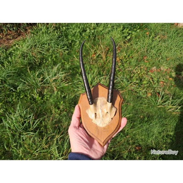 Troph�e de Steenbok ; Raphicerus campestris #0510