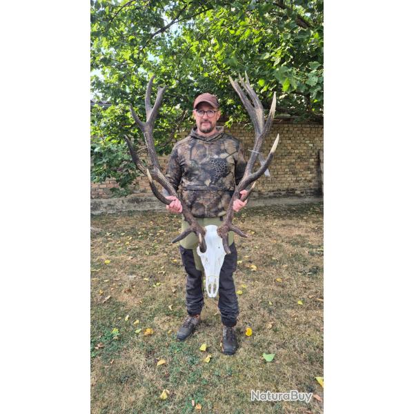 La chasse des grands cerfs avec l'association un monde de chasse