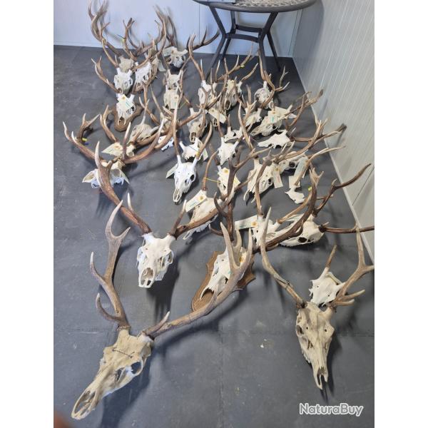 Troph�es de cerf et daguets