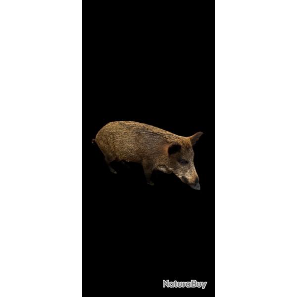 Taxidermie sanglier entier