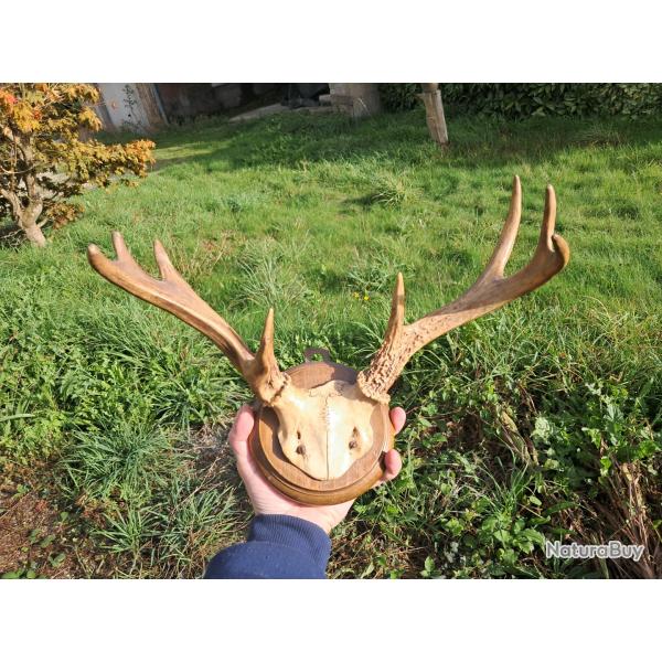 Trophe de cerf de Virginie tte bizarde ; Odocoileus virginianus #1009