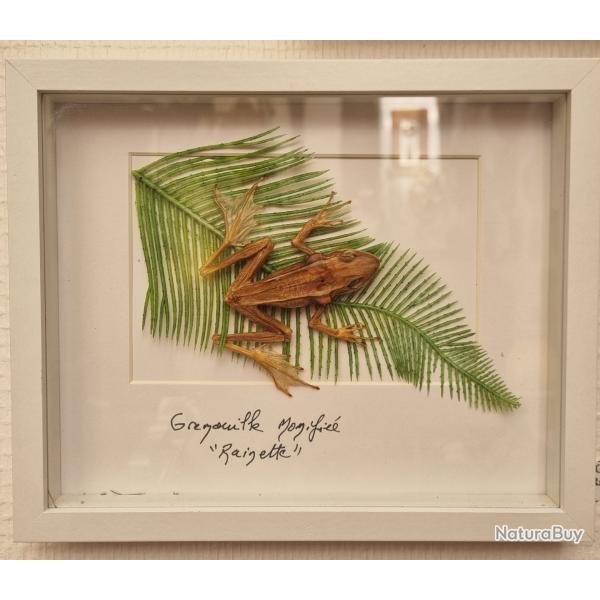 Grenouille momifi�,  taxidermie de de 1990