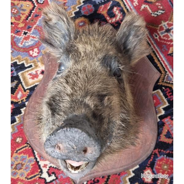 Troph�e de sanglier femelle