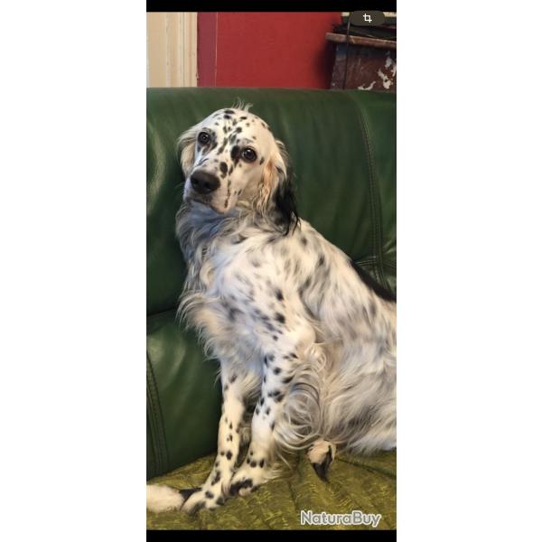 Recherche chiot setter anglais pas trop cher