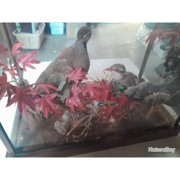 Animaux naturalis�s