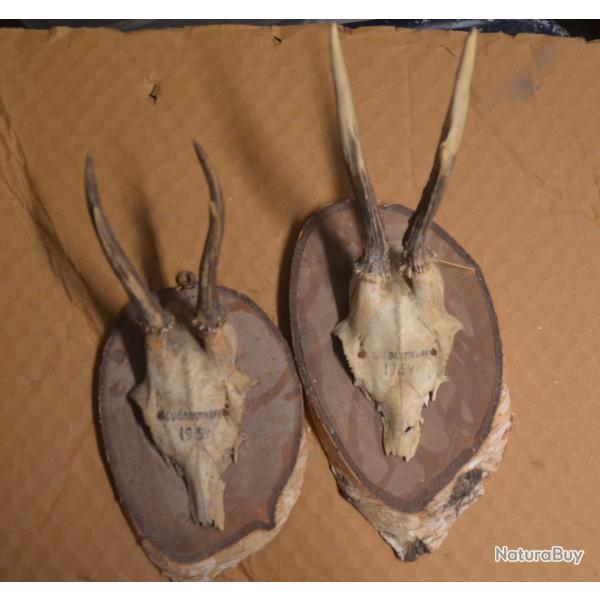 2 massacres Chevreuil