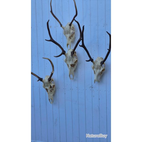 4 jolis trophes de jeunes cerfs avec crne et dentition