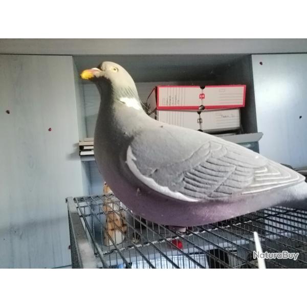 VEND 5 FORME DE PALOMBE A VENIR CHERCHER SUR PLACE