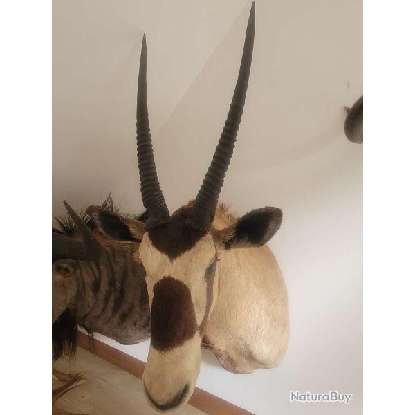Troph�e taxidermie