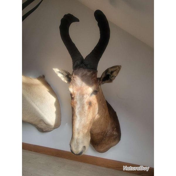 Troph�e taxidermie Bubal