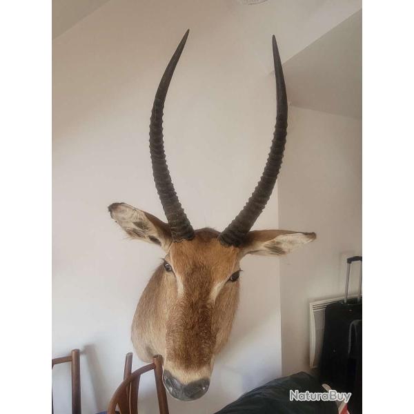 Troph�e taxidermie COB CROISSANT