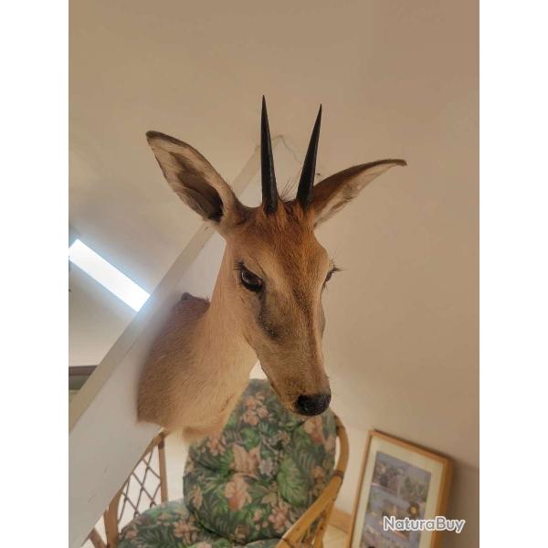 Troph�e taxidermie Steenbok