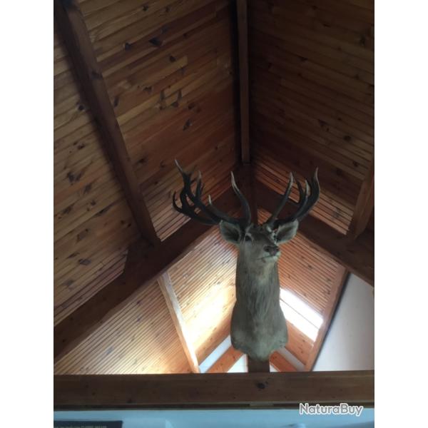 Cerf elaph 22 cors. M�daille d'or