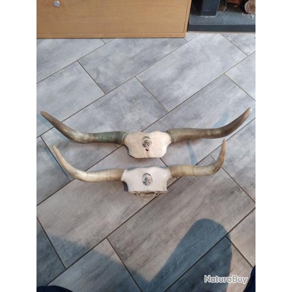 Deux magnifiques corne de vache