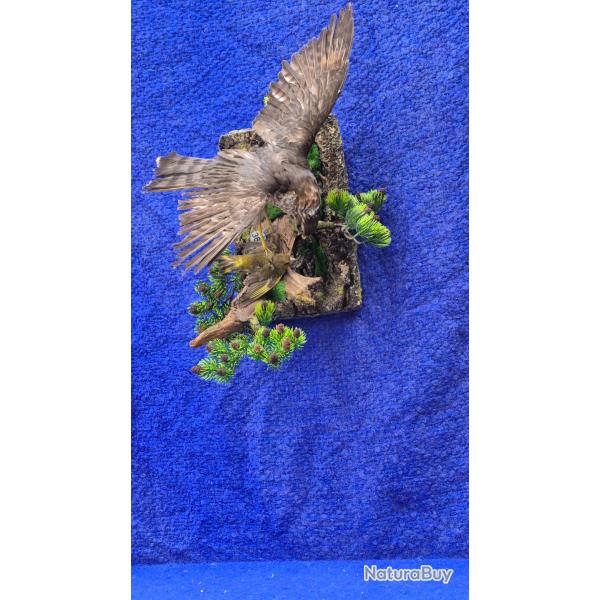 �pervier d'Europe- vendu avec CITES ORIGINAL