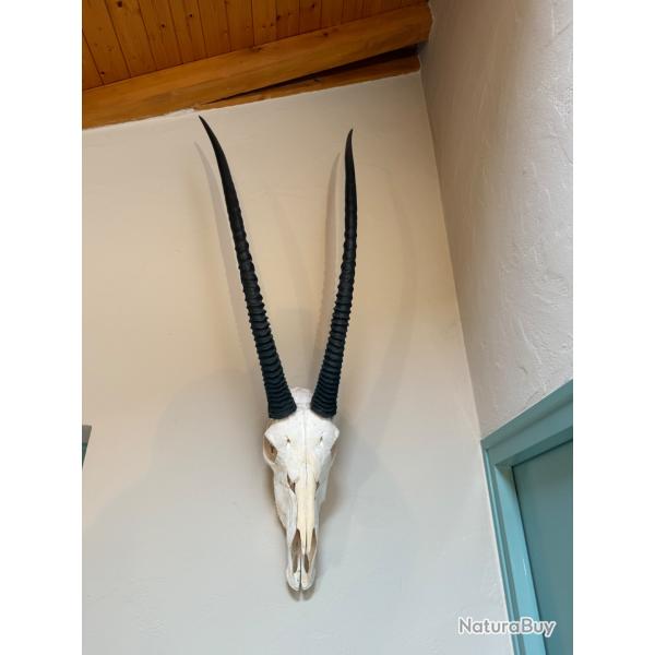 Vends massacre d'ORYX