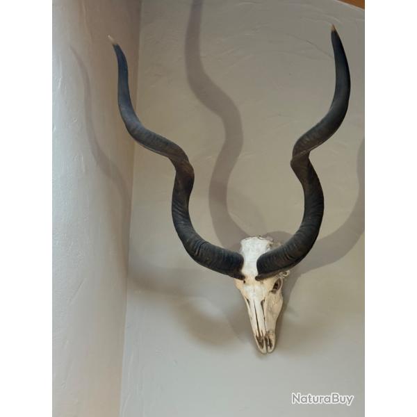 Massacre de grand koudou