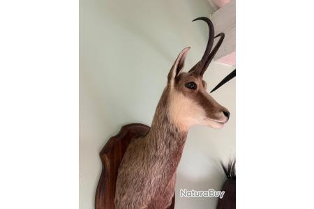 Ancien Trophée de Chamois Forêt Noire Taxidermie (Gebraucht) in Vallamand für CHF 360 – mit
