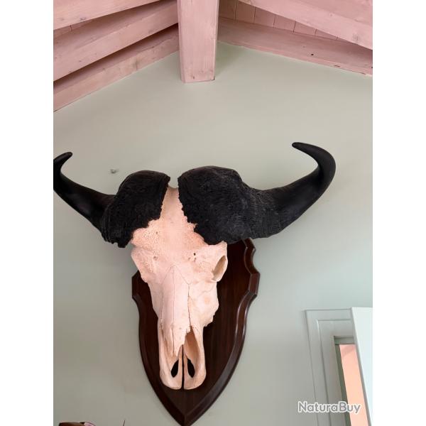 Vente troph�e de buffle cafer cafer