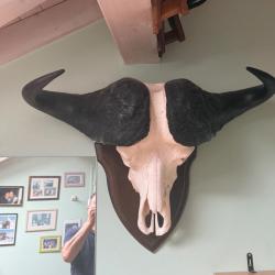 Vends massacre de cafer cafer