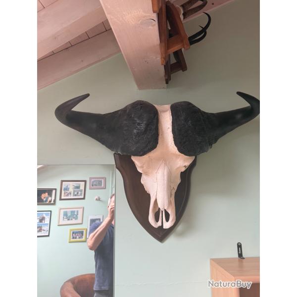 Vends massacre de cafer cafer