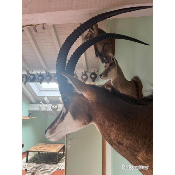 Vends troph�e antilope sable