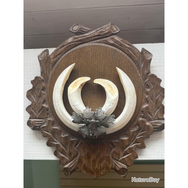 Vends massacre de sanglier, mont� sur �cusson